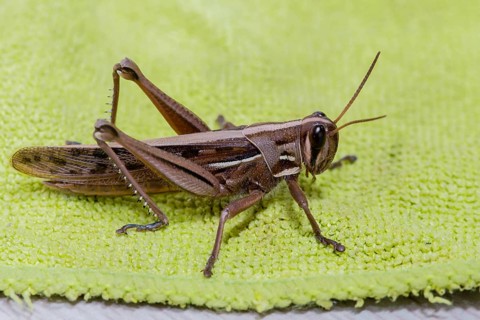 Closeup of brown grasshopper resting on green microfiber clothe