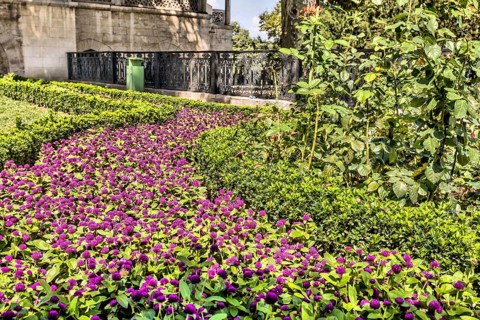 Bed of maroon globe amaranth flowers between hedge rows in garden in Istanbul, Turkiye