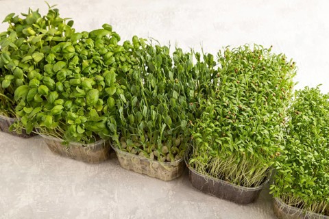 Set of boxes with microgreen sprouts of green basil, pea, cilantro, sunflower, watercress on gray