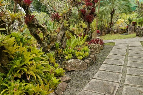 Orchid and bromeliad flower beds in botanical garden, selective focus, copy space, malaysia,