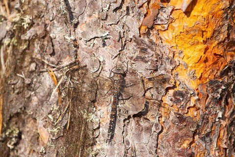 Zigzag Darner (Aeshna sitchensis) sitting on a spruce, dragonfly, close-up, nature photograph,