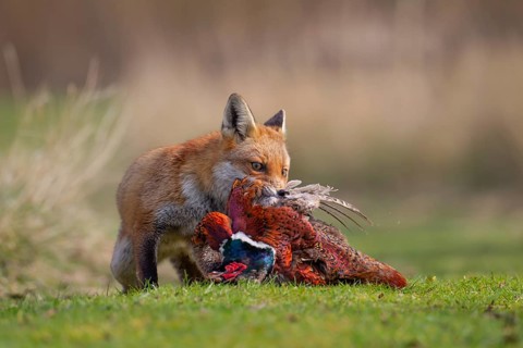 Red fox (Vulpes vulpes) adult animal carrying a dead Common Pheasant (Phasianus colchicus),