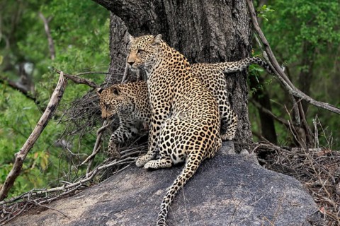 Leopard (Panthera pardus), adult with young, observed, alert, sitting, on rocks, Sabi Sand Game