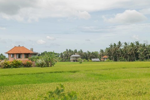 Rice fields with house in countryside, Ubud, Bali, Indonesia, green grass, large trees, jungle and