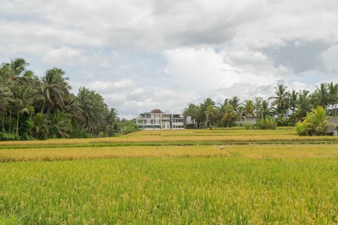 Rice fields in countryside, Ubud, Bali, Indonesia, green grass, large trees, jungle and cloudy sky.