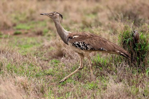 Kori bustard (Ardeotis kori), adult, running, foraging, vigilant, Kruger National Park, Kruger