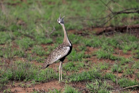Red-crested Bustard, (Lophotis ruficrista), adult, calling, Kruger National Park, Kruger National