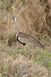 Black-bellied bustard (Lissotis melanogaster), adult, male, foraging, alert, Sabi Sand Game