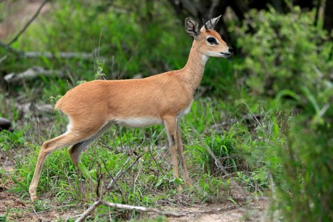 Steenbok (Raphicerus campestris), adult, male, foraging, vigilant, dwarf antelope, Kruger National
