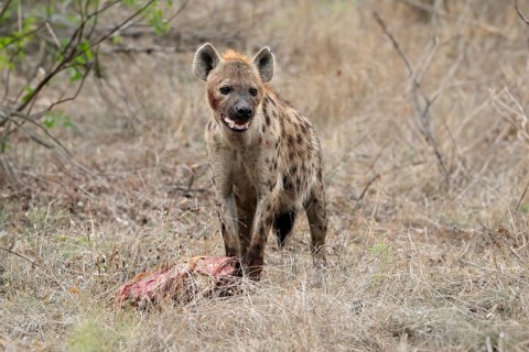 Spotted hyena (Crocuta crocuta), adult, with prey, Sabi Sand Game Reserve, Kruger National Park,