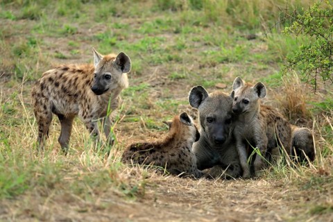 Spotted hyena (Crocuta crocuta), adult, young, mother with young, at the den, social behaviour,
