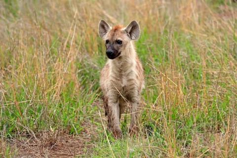 Spotted hyena (Crocuta crocuta), half-grown juvenile, alert, Kruger National Park, Kruger National