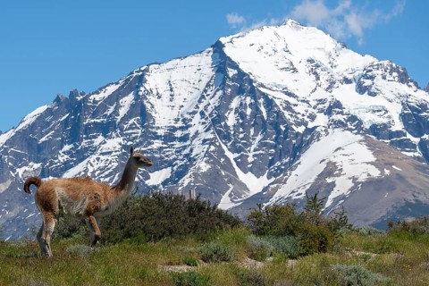 Guanaco (Llama guanicoe), Huanako, Torres del Paine National Park, Patagonia, End of the World,