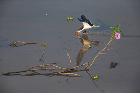 Black-mantled cranesbill (Rynchops nigra) Pantanal Brazil