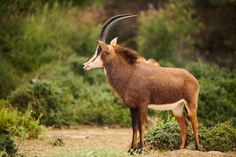 Sable antelope (Hippotragus niger) in the dessert, captive, distribution Africa