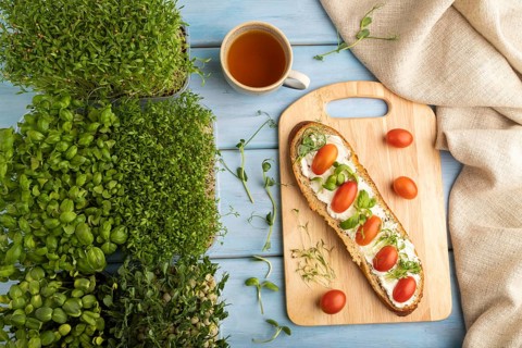 Long white bread sandwich with cream cheese, tomatoes and microgreen on blue wooden background and