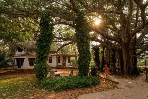 Banyan Tree, Central Guest House, future city Auroville, near Pondicherry or Puducherry, Tamil
