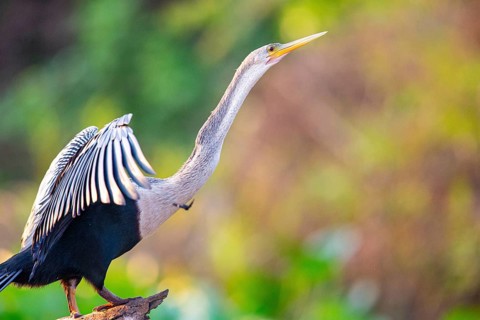 American darter (Anhinga anhinga) Pantanal Brazil