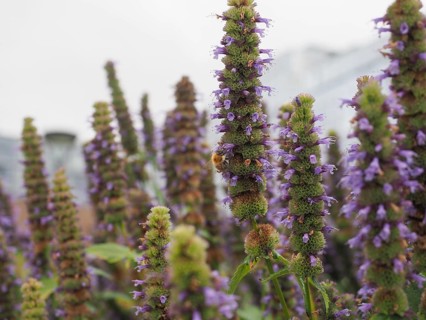 Skullcap purple flower Scutellaria suffrutescens