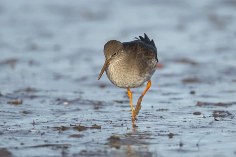 Common redshank (Tringa totanus) adult bird walking on a mudflat, Norfolk, England, United Kingdom,