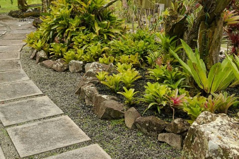 Orchid and bromeliad flower beds in botanical garden, selective focus, copy space, malaysia,