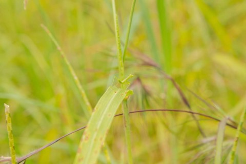 Small green praying mantis on grass, Bali, Indonesia, Travel, tropical, nature green background,
