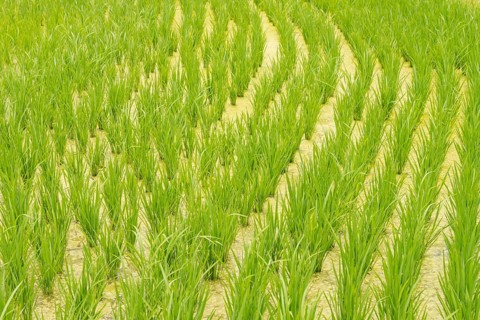 Rice terraces, Campuhan ridge walk, Bali, Indonesia, track on the hill with grass, large trees,