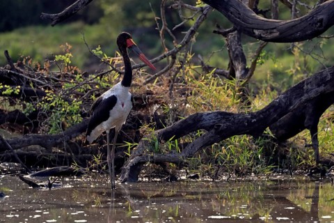 Saddle-billed stork (Ephippiorhynchus senegalensis), adult, foraging, in the water, Kruger National