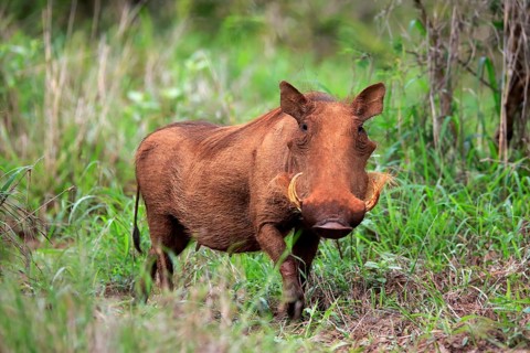 Warthog, (Phacochoerus aethiopicus), adult, foraging, alert, Kruger National Park, Kruger National