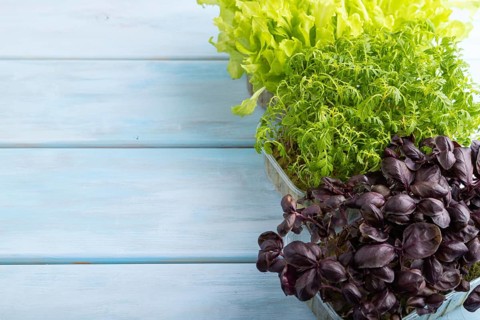 Set of boxes with microgreen sprouts of marigold, basil, lettuce on blue wooden background. Side