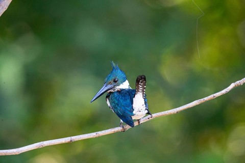 Amazon kingfisher (Chloroceryle amazona) Pantanal Brazil