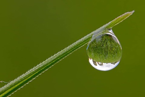 A crystal-clear drop of water hangs from a blade of grass