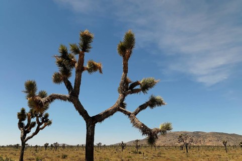Joshua trees (Yucca brevifolia), Joshua Tree National Park, Palm Desert, Southern California, USA,