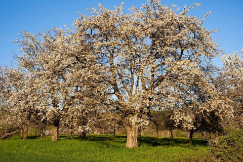 White blossoming fruit trees in a meadow in spring, the sky is blue, the sun is shining, it's