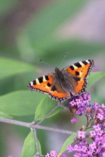 Small tortoiseshell (Aglais urticae), on summer lilac or butterfly-bush (Buddleja davidii), Wilden,