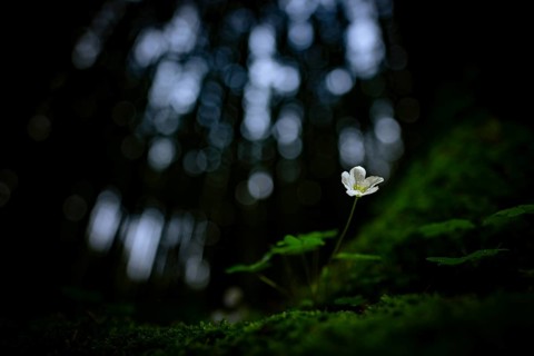 Common wood sorrel (Oxalis acetosella) with blurred forest in the background, Mindelheim, Bavaria,