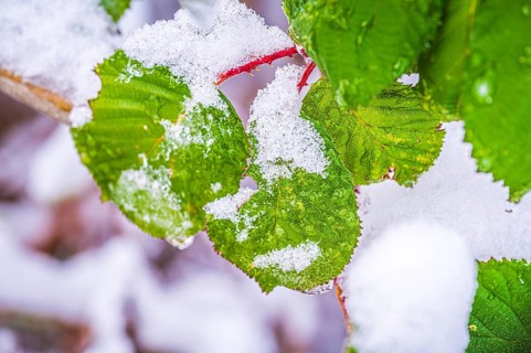 Leaves of a blackberry bush (Rubus) in winter with snow on the leaves, Jena, Thuringia, Germany,