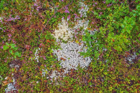 Broom common heather (Calluna vulgaris), true reindeer lichen (Cladonia rangiferina), dwarf birch