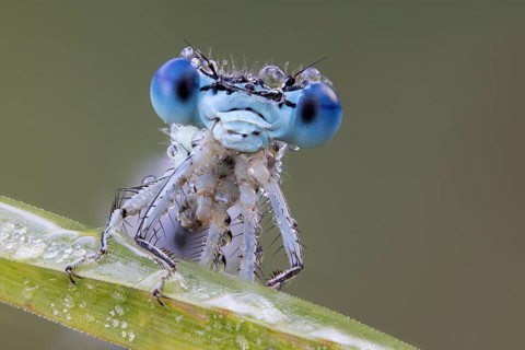 Platycnemididae
