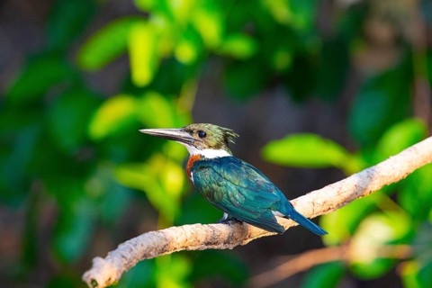 Amazon kingfisher (Chloroceryle amazona) Pantanal Brazil