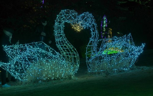 Two swan figurines made of wire and white Christmas lights kissing in a public park in Yeosu, South