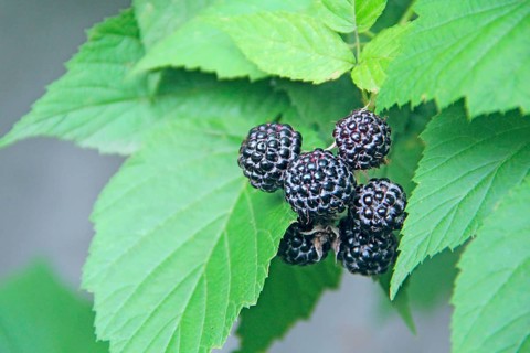 Berries of black raspberry hang on bush. Ripe Rubus occidentalis on branch. Closeup of ripe