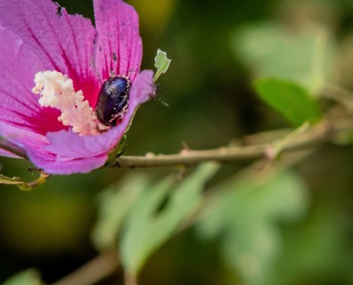 Black beetle hiding inside a pink rose of Sharon flower