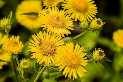 Two small beetles mating and one beetle alone on yellow daisies with with soft blurred out of focus