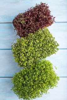 Set of boxes with microgreen sprouts of amaranth, mustard, watercress on blue wooden background.