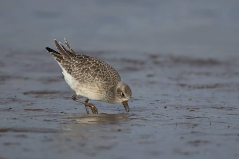 Grey plover (Pluvialis squatarola) adult bird in winter plumage feeding on a coastal mudflat,