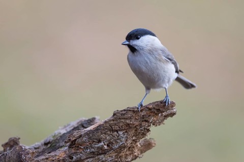 Marsh tit A small bird sitting on a dry branch, blurred background