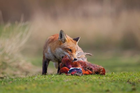 Red fox (Vulpes vulpes) adult animal feeding on a dead Common Pheasant (Phasianus colchicus),