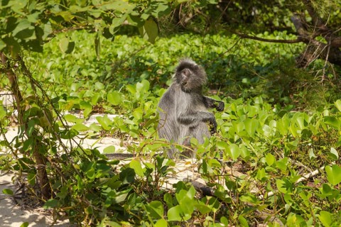 Silvery lutung or silvered leaf langur monkey (Trachypithecus cristatus) feeding in Bako national
