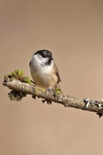Willow Tit (Parus montanus) sitting on a branch covered with moss, Wilnsdorf, North